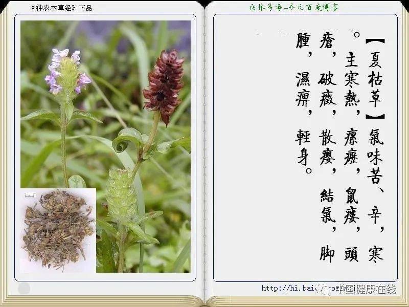 神农本草经全册图文解析珍藏