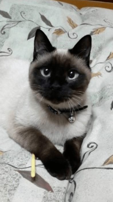 暹罗猫变色大赛