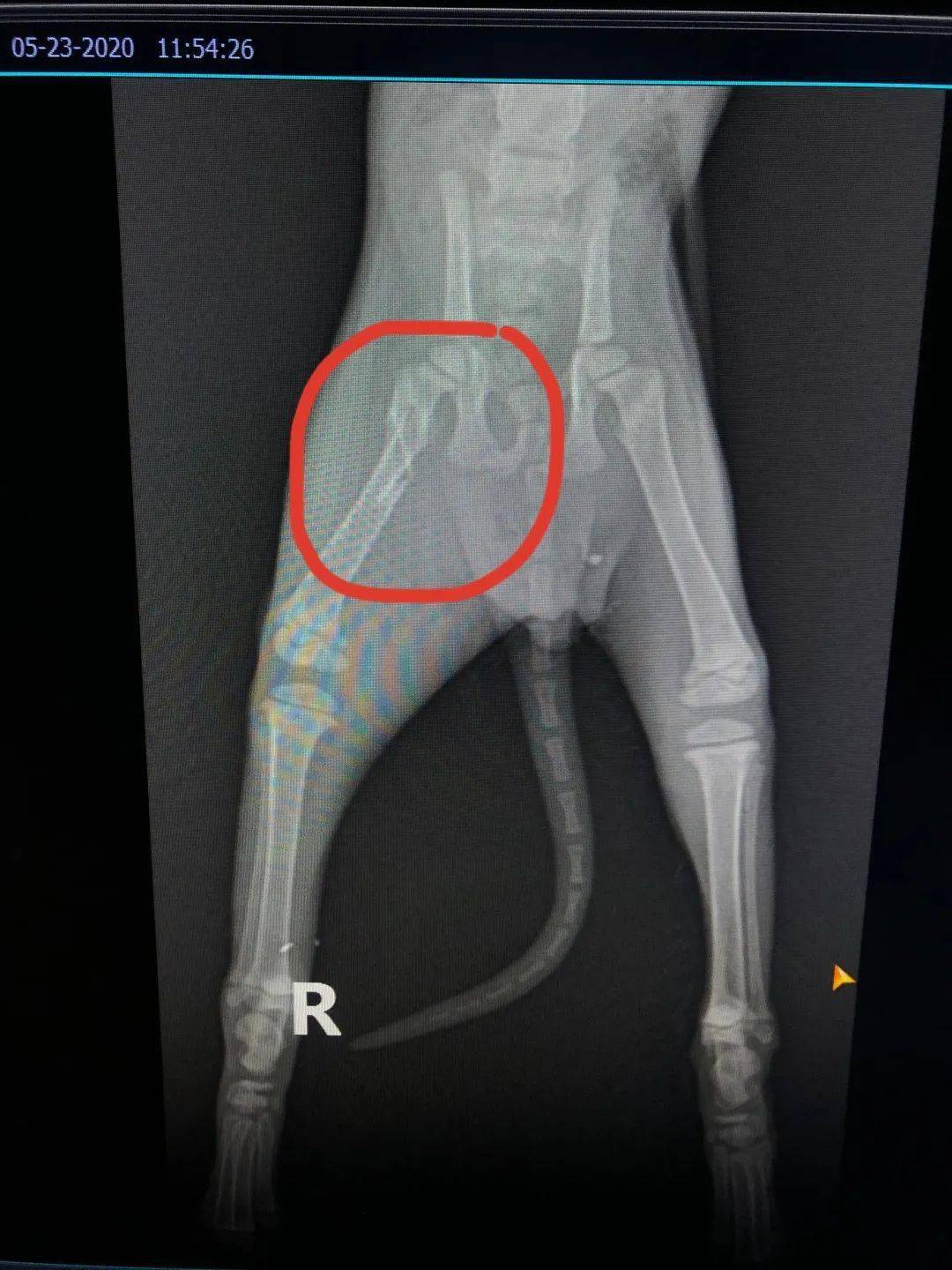 救助猫|骨折猫咪小锅盖
