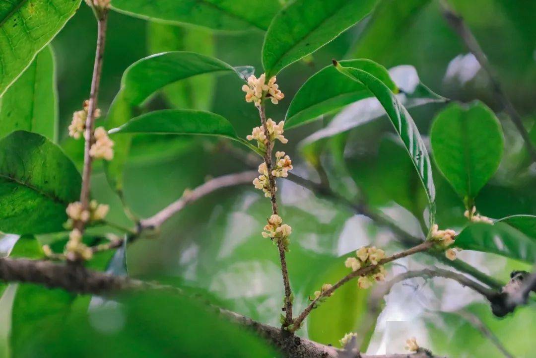 時晴時雨的黃梅天,讓桂花表錯意——少兒公園