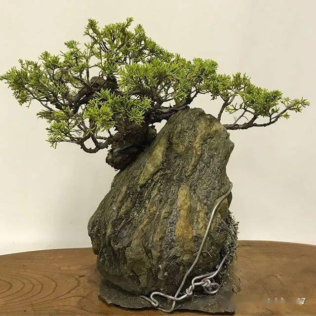 日本附石盆景作品欣赏