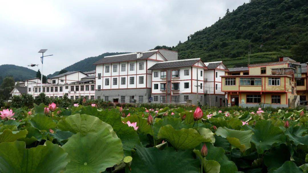太美了花美景美村更美遵义这里荷花盛开迎客来