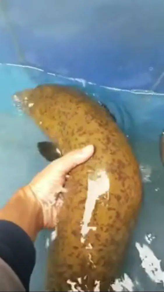 湖州36斤黄鳝下落图片
