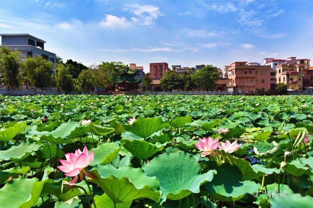 黄阁,你有什么"能耐"?_莲溪村