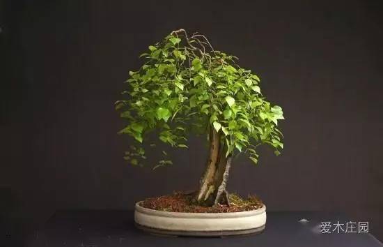 图文普通白桦树的华丽变身玩盆景别纠结树种