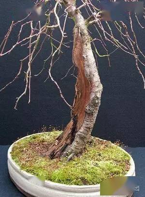 图文普通白桦树的华丽变身玩盆景别纠结树种