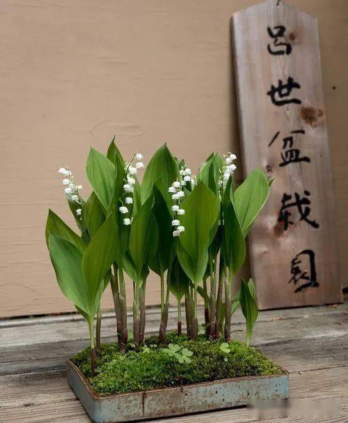 精致的日本山野草盆景作品欣赏