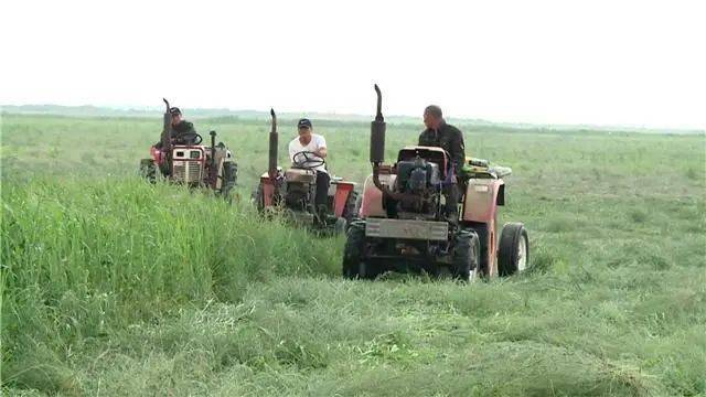 小街基鎮:打造中科羊草種子擴繁基地