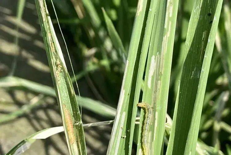 稻纵卷叶螟在什么时间施药防治效果好飞蛾高峰期后710天