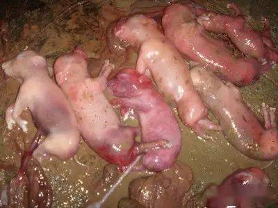 为何母猪经常产木乃伊,死胎,弱仔……原因如下_胎儿