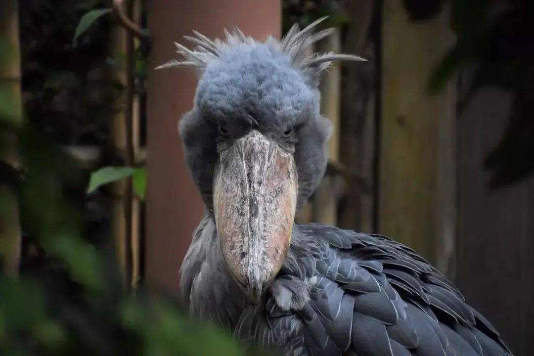 丑萌指数:★★★ 丑萌指数:★★★  成年时 马来貘小时候长得像斑马