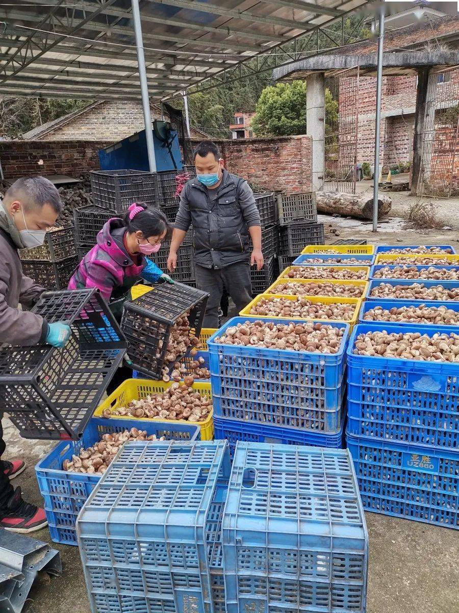 走向我们的小康生活菇爷带领林农转型小香菇撑起脱贫奔康大伞