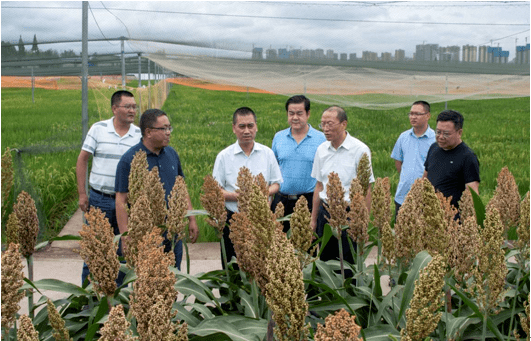 市政府副市长徐光勇赴德阳市农业科学院调研并指导工作