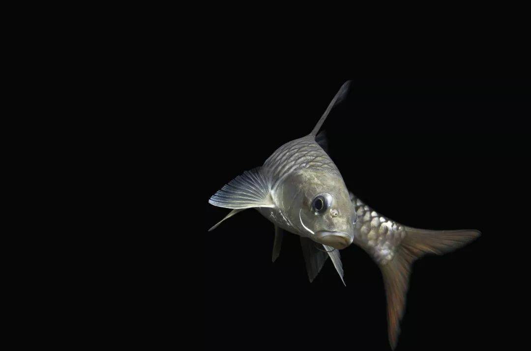 这才是完美展现鱼只体态的水族摄影壹水族