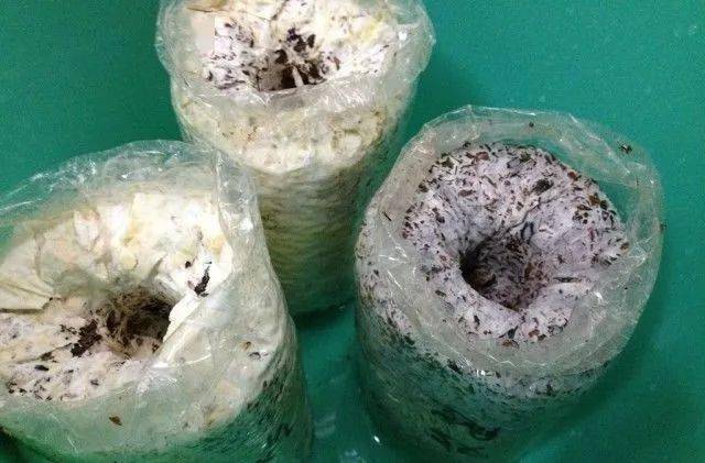 不用大棚就能在家养殖的蘑菇~_菌丝
