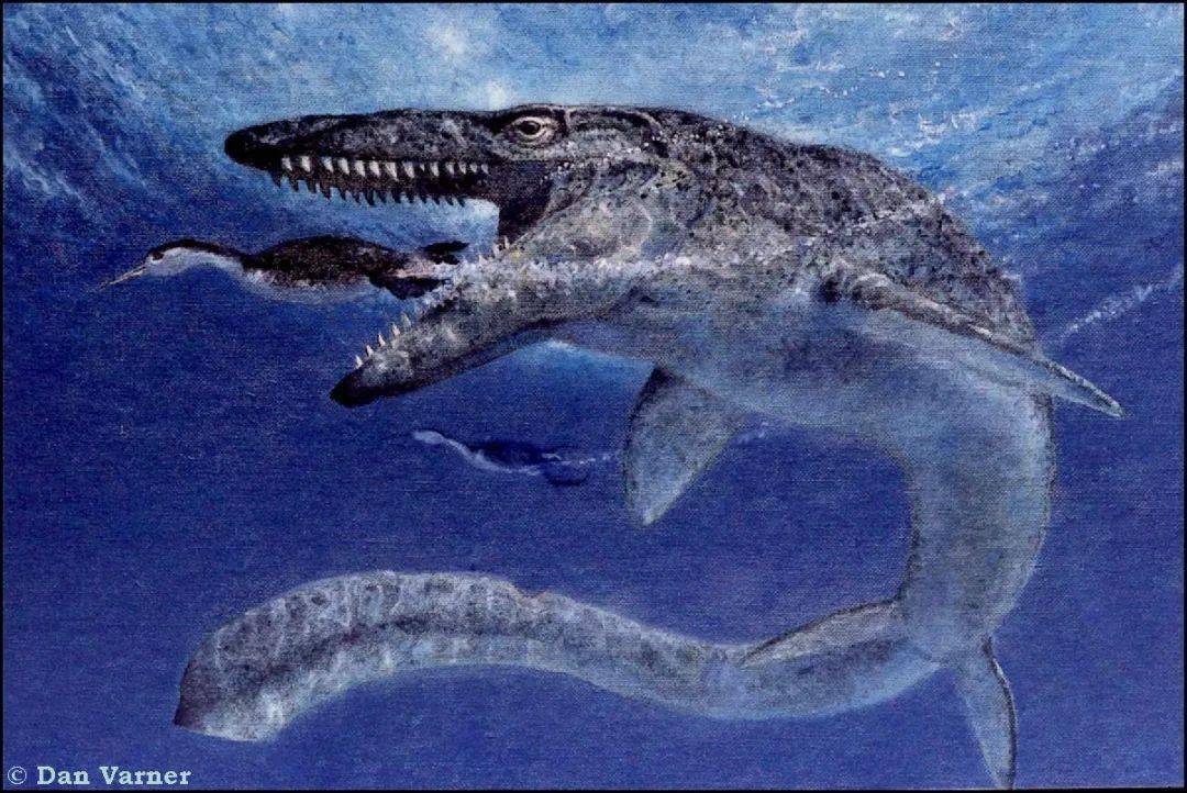 古生物学家还发现了其他凶猛的海洋食肉动物,包括有海王龙,白垩刺甲鲨