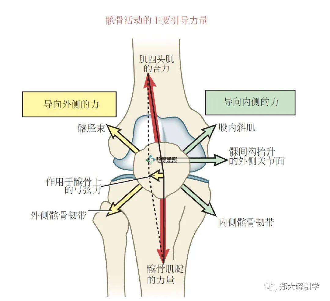 67髕股關節疼痛綜合徵_髕骨