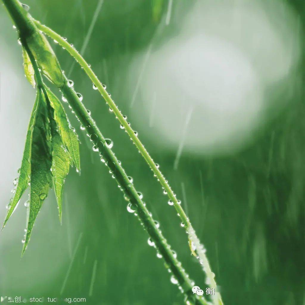 刮的风是绿的,下的雨是绿的,流的水是绿的,阳光也是绿的;所有的绿集中