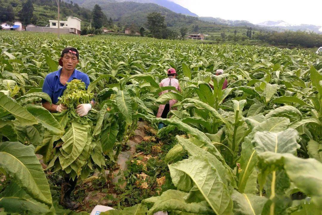 會理烤煙田管忙 菸葉長勢旺