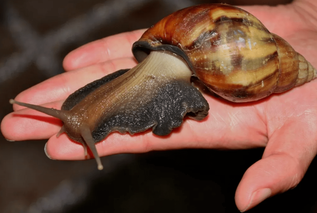 在郊外,哪些小动物是逮到能让娃带回家养的?