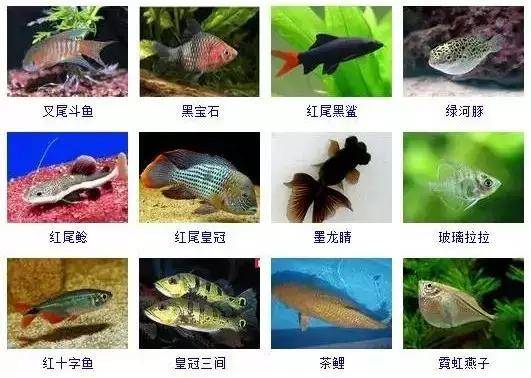 看图识鱼