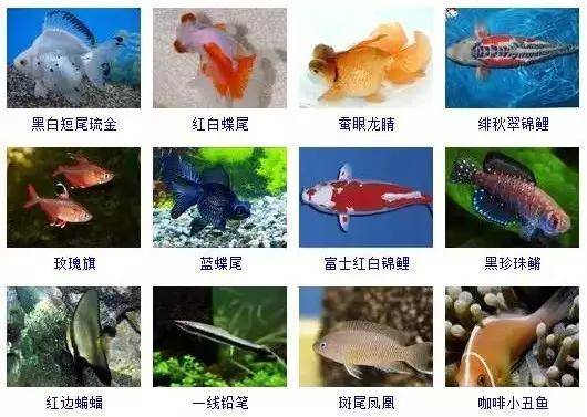 常见海鱼名对照图图片