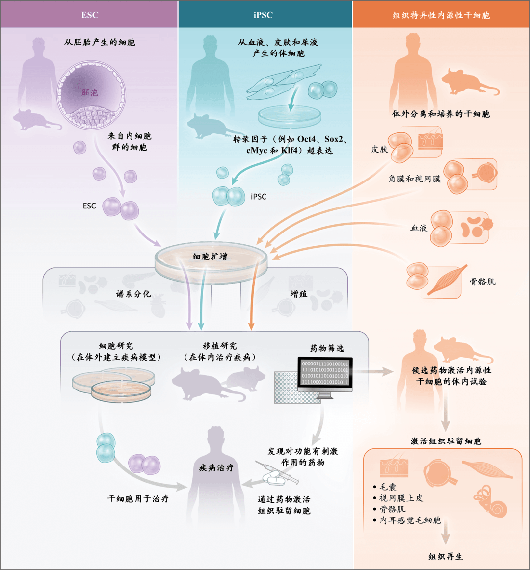 自從 2006 年研究成功以來,備受幹細胞屆研究者的青睞.