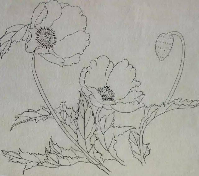 【国画教程】一学就会画工笔虞美人花