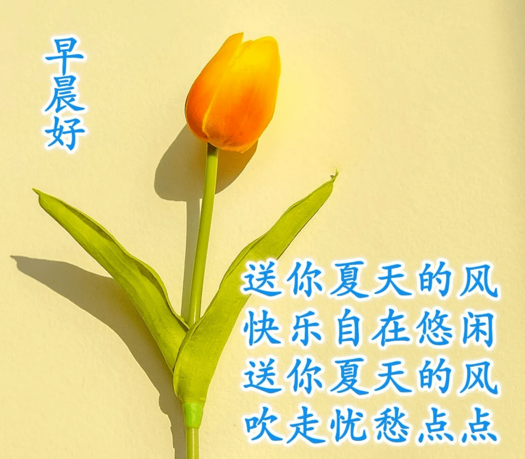 早上好的問候語唯美圖片帶鮮花早上祝福語溫馨句子加表情