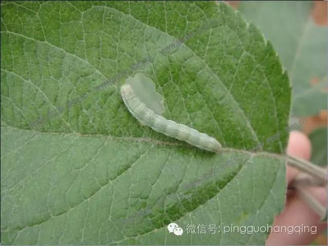 盗毒蛾幼虫顶梢卷叶蛾幼虫舟形毛虫古毒蛾幼虫黑星麦蛾幼虫红蜘蛛为害
