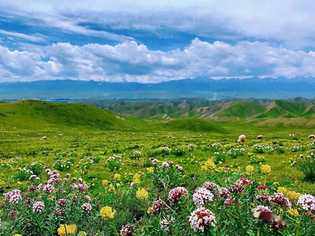印象天祝 ‖ 华锐花正开_草原