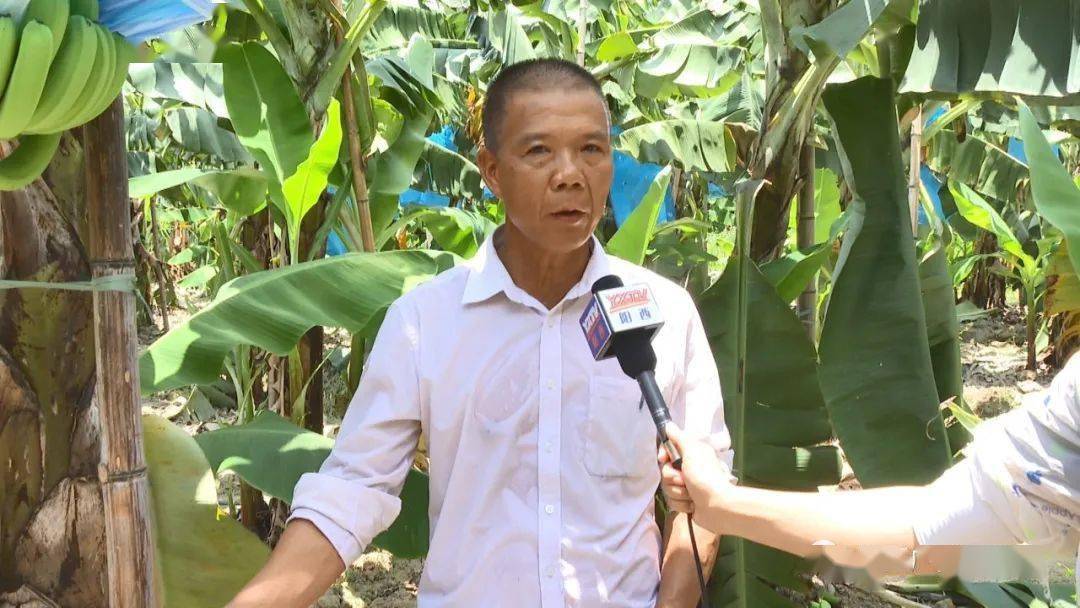 阳西程村咸水香蕉上市品质优良热销珠三角