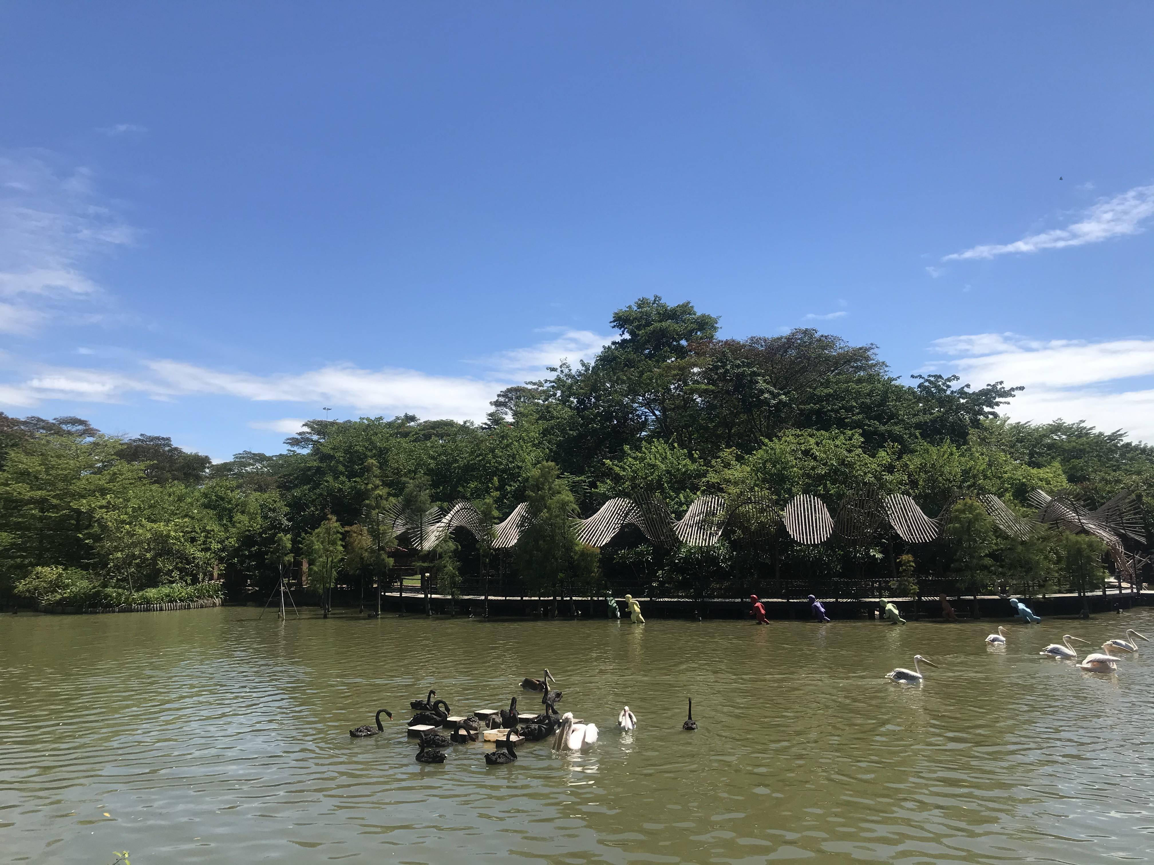 南沙湿地公园候鸟图片