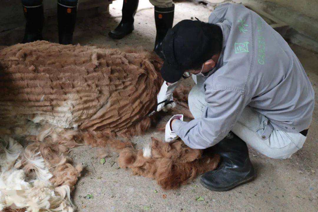 云游园酷暑将至羊驼驼羊剪毛大作战