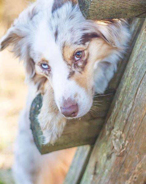 一只高颜值有气质的牧羊犬,眼神忧郁而唯美
