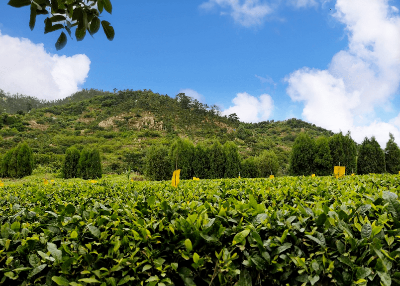 【乡村振兴】山间一壶崂山茶,品味"仙山圣水育名茶"的故事