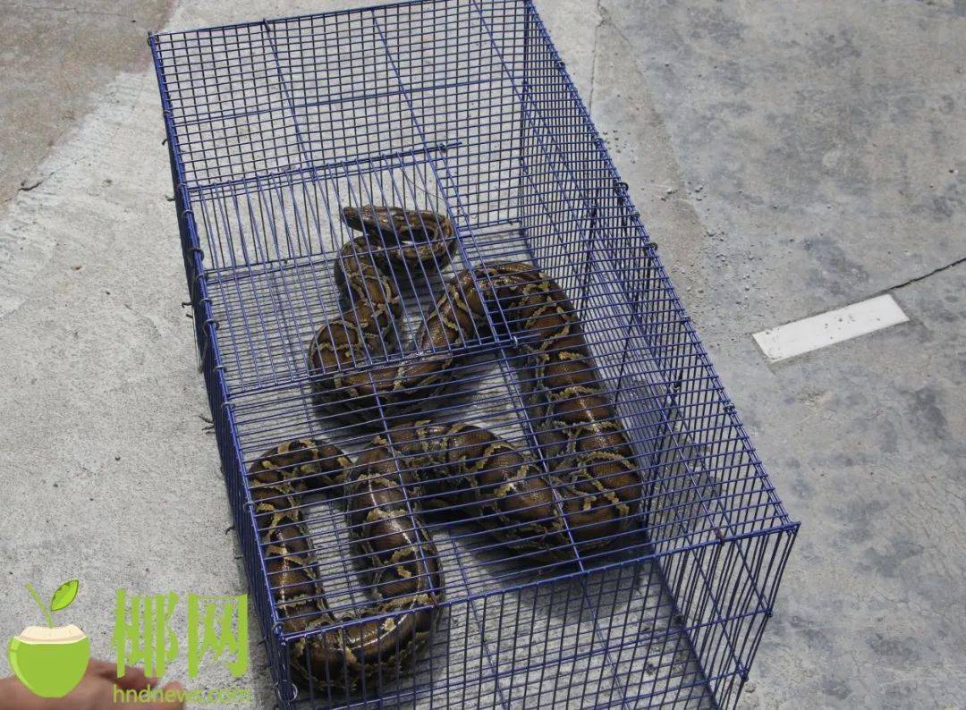 保亭一果园内现蟒蛇 消防官兵及时抓获_报警