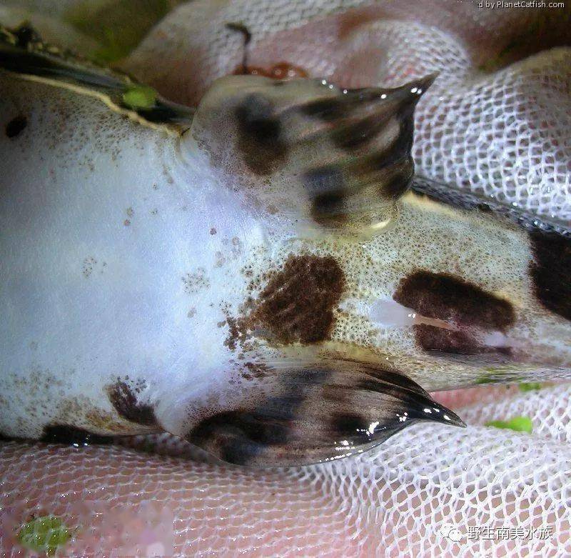 每天认识一种南美鱼9黄金石虎