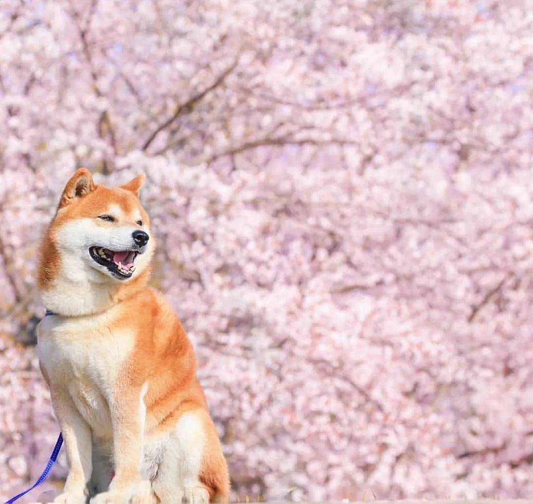 100張網紅日本柴犬の美照治癒了無數人願山河無恙歲月無殤