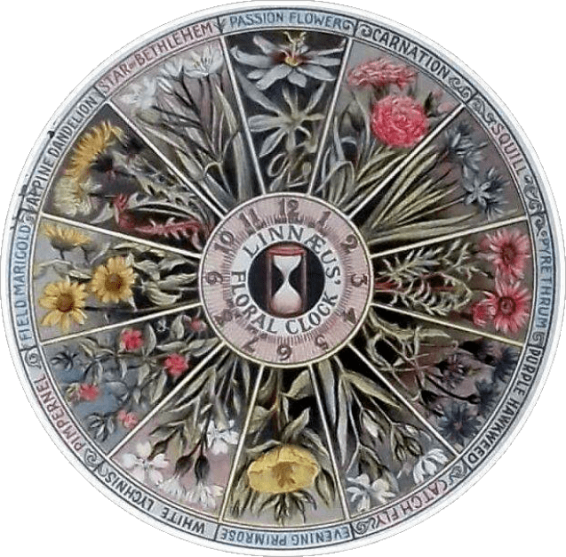 城市的野生24小时解密城市生态系统