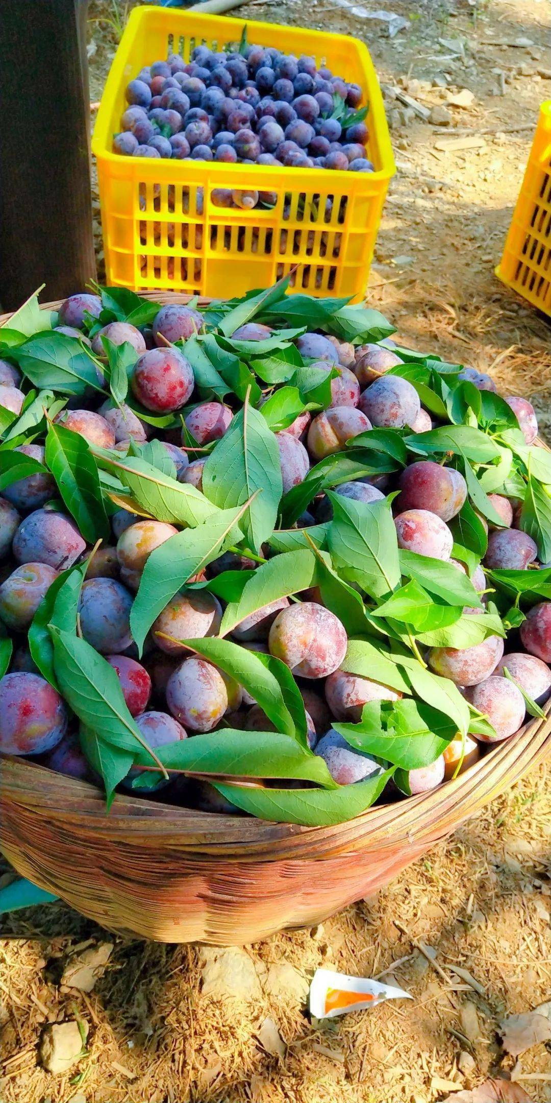 河池特产来自天峨龙滩珍珠李又酸又甜又脆快快抢购啦