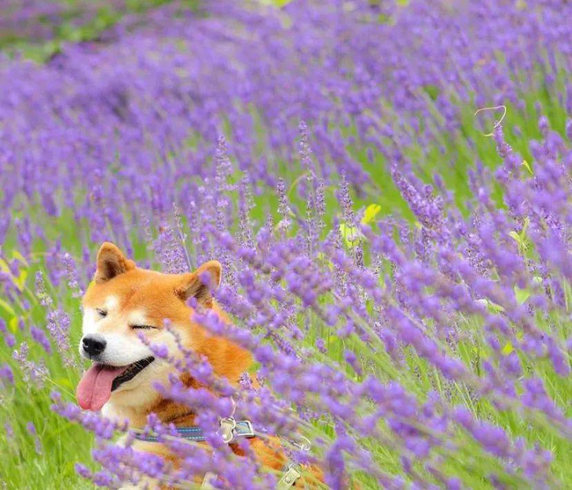 100张网红日本柴犬の美照,治愈了无数人!愿山河无恙,岁月无殇!