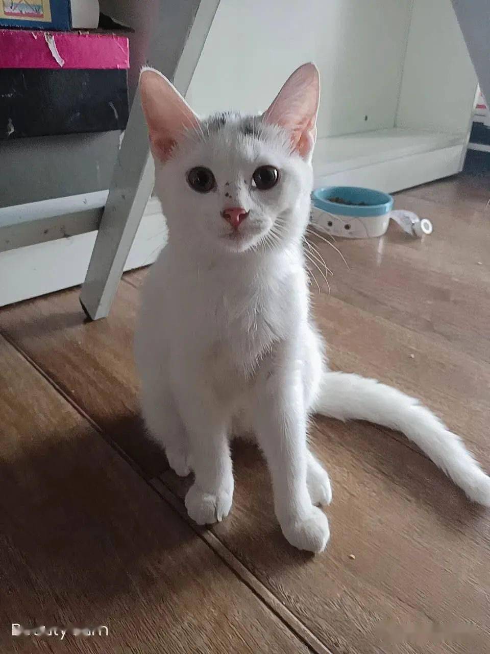 032020年7月27日寻领养请支持领养代替买卖每一个小生命都值得被珍视