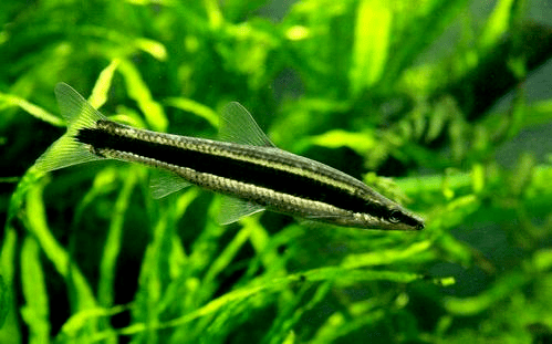 扁吻鮈产自日本西南部,朝鲜半岛和我国鸭绿江流域,扁吻鮈属一共有三种