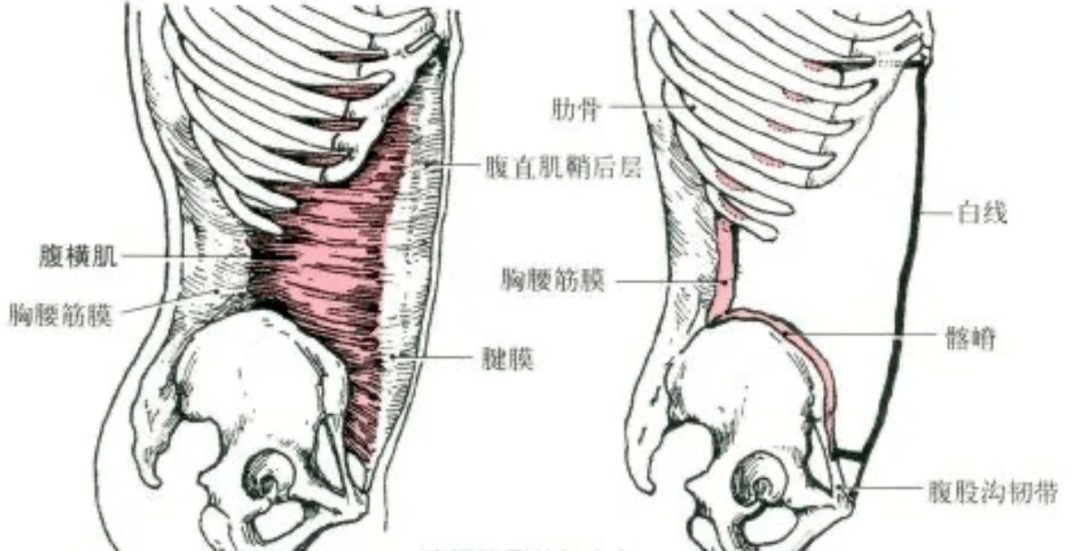 功能:上固定時,兩側收縮,使骨盆後傾.