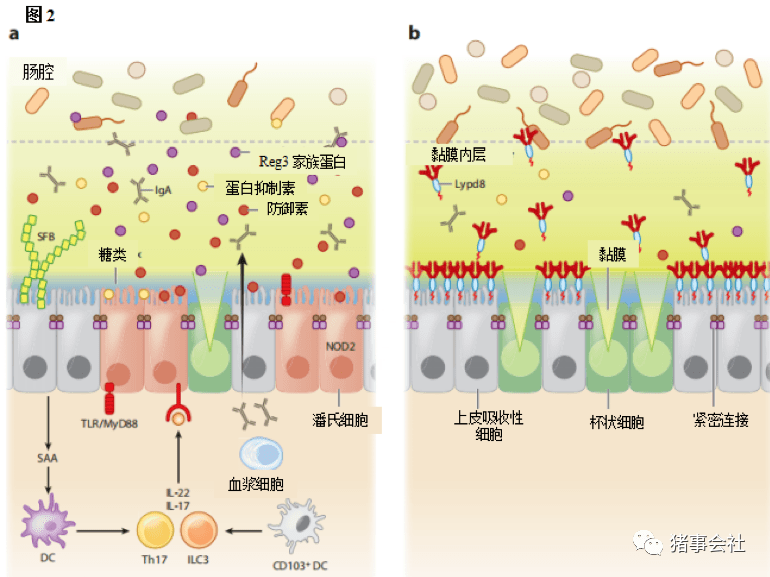 肠道菌群上皮细胞和免疫细胞之间的互作
