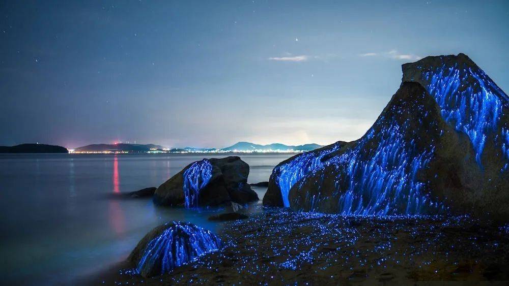 霞浦吕峡海滩惊现蓝眼泪美出新境界