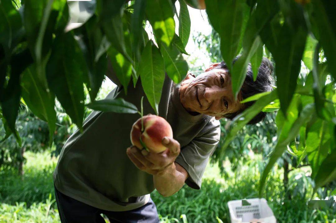 劳动午报南独乐河镇公爷坟村第一书记付晓静卖桃记