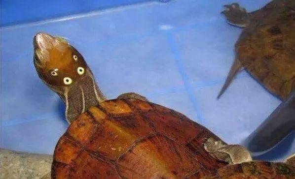 关于眼斑龟的一些饲养要点
