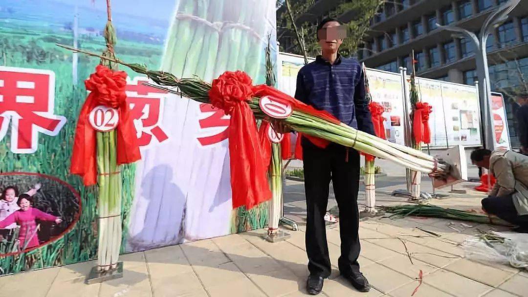 看了山东的大葱选美比赛我再也看不下去维秘了